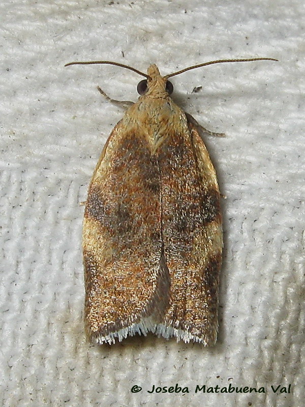Clepsis siciliana - Tortricidae